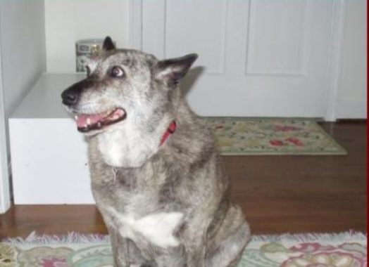 Dog Shanti relieved from Arhritis